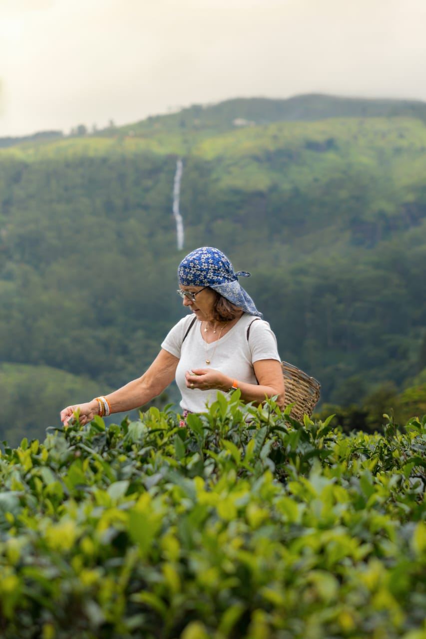 Guest hand-picking fresh tea leaves on a Nuwara Eliya tea plantation